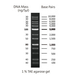 GD 1Kb Plus DNA Ladder RTU - Clover Biosciences, LLC