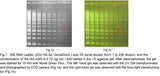 Novel Green Plus (20000X) (DNA Staining Reagent) - Clover Biosciences, LLC