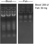 Total RNA Isolation Reagent - Clover Biosciences, LLC