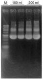 Plasmid maxiPREP Kit - Clover Biosciences, LLC