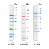 BlueRAY Prestained Protein Ladder - Clover Biosciences, LLC