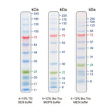 BLUeye Prestained Protein Ladder - Clover Biosciences, LLC
