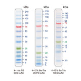 BLUelf Prestained Protein Ladder - Clover Biosciences, LLC