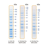 BlueAQUA Prestained Protein Ladder - Clover Biosciences, LLC