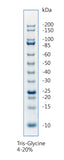 Unstained Protein Ladder, Broad Range - Clover Biosciences, LLC