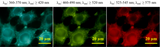 HTD™ Cytoplasm Stains - Clover Biosciences, LLC