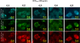HTD™ Plasma Membrane Stains - Clover Biosciences, LLC