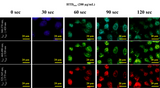 HTD™ Nucleolus Stains - Clover Biosciences, LLC
