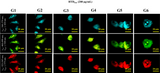 HTD™ Nucleolus Stains - Clover Biosciences, LLC