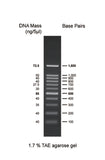 GD 100bp DNA Ladder RTU - Clover Biosciences, LLC