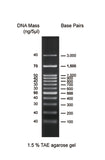 GD 100bp DNA Ladder H3 RTU - Clover Biosciences, LLC