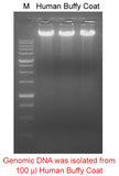 Mbead Buffy Coat Genomic DNA Kit - Clover Biosciences, LLC