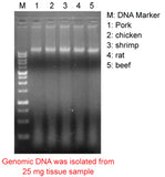 Mbead Tissue Genomic DNA Kit - Clover Biosciences, LLC