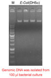 Mbead Bacteria Genomic DNA Kit - Clover Biosciences, LLC