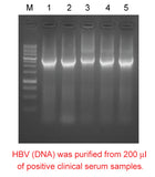 Mbead Virus Genomic Nucleic Acid Kit - Clover Biosciences, LLC