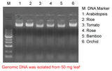 Mbead Plant Genomic DNA Kit - Clover Biosciences, LLC