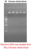 Mbead Blood/Cell Genomic DNA Kit - Clover Biosciences, LLC