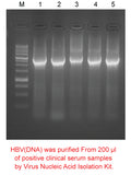 Virus Nucleic Acid Isolation Kit - Clover Biosciences, LLC
