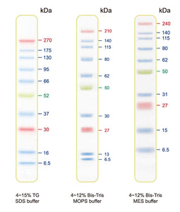 BLUltra Prestained Protein Ladder - Clover Biosciences, LLC