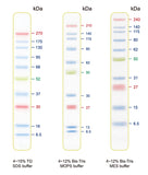 BLUltra Prestained Protein Ladder - Clover Biosciences, LLC
