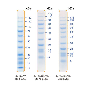 BlueAQUA Prestained Protein Ladder - Clover Biosciences, LLC