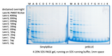 jetBlue Protein Staining Solution, 500ml - Clover Biosciences, LLC