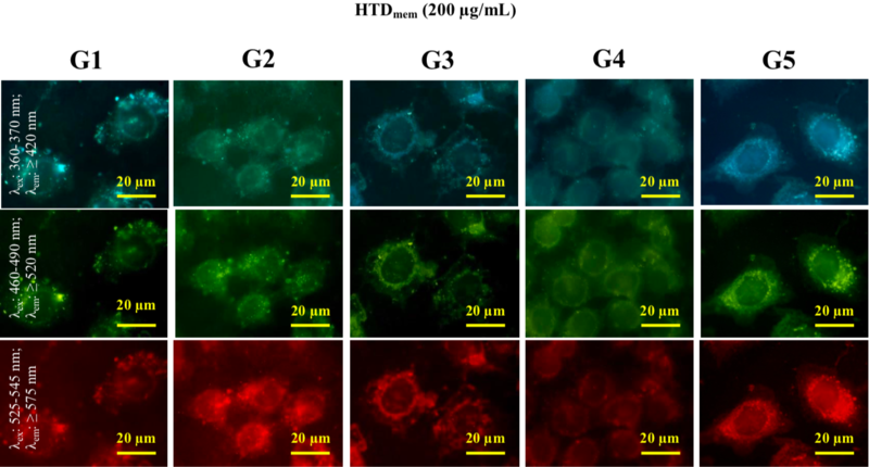 クローバー頁 Lentiviral particles for fluorescent whole-cell labeling